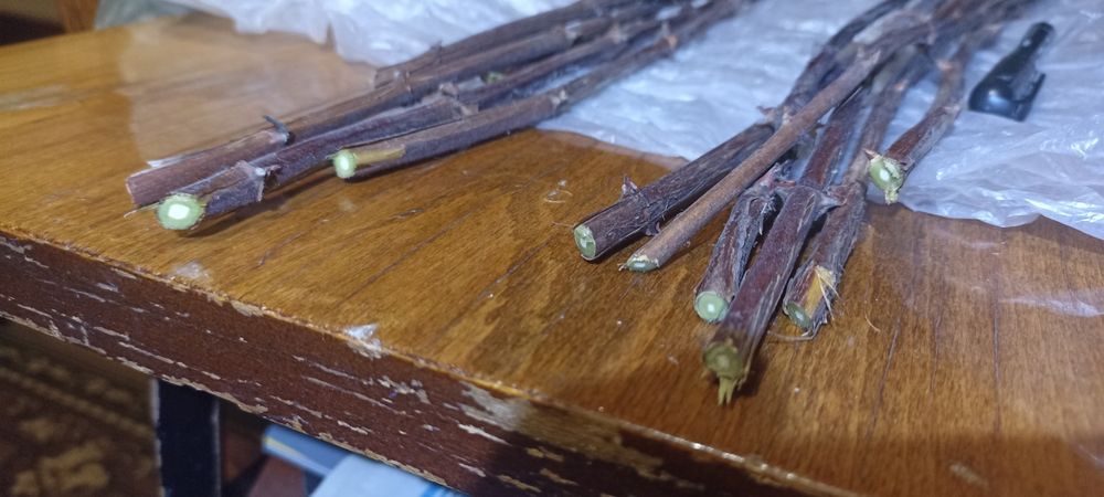 Черенки ,живці , чибуки жимолості ,Жимолость черенки гілочки жимолости