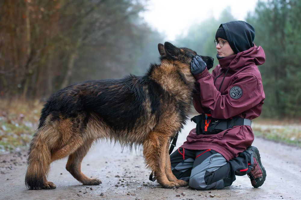 VOTAN - piękny, spokojny owczarkowy jegomość