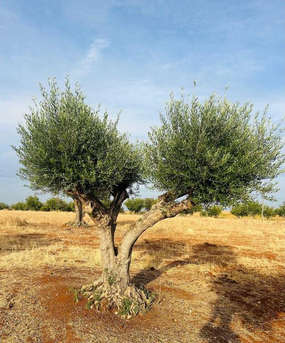 Oliveiras centenárias