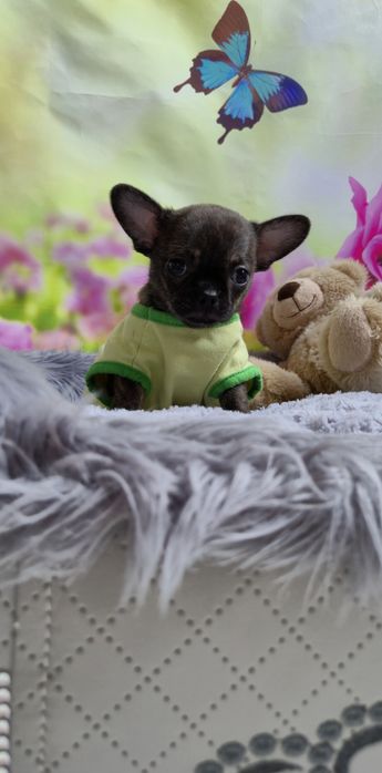 Wyjątkowy chłopczyk Chihuahua – krótkowłosy, pręgowany Brindle
