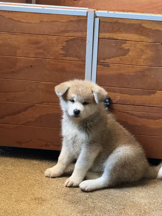 Akita Inu Japonês Com LOP - Linha Argentina e Russa