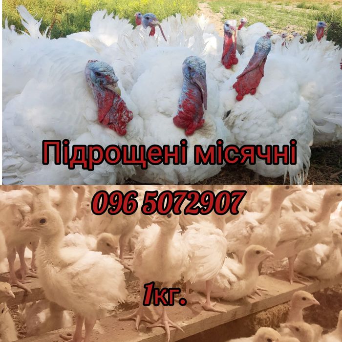 Індичата ПІДРОЩЕНІ 1кг. Индюшата Київ