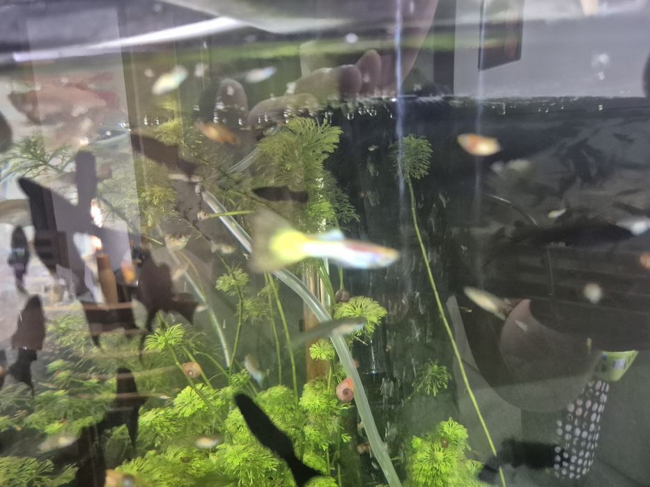 Peixes água quente