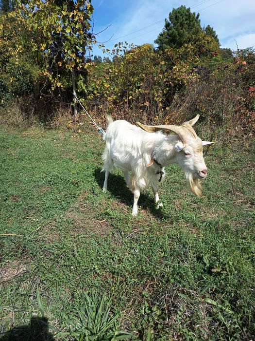 Chivo para venda