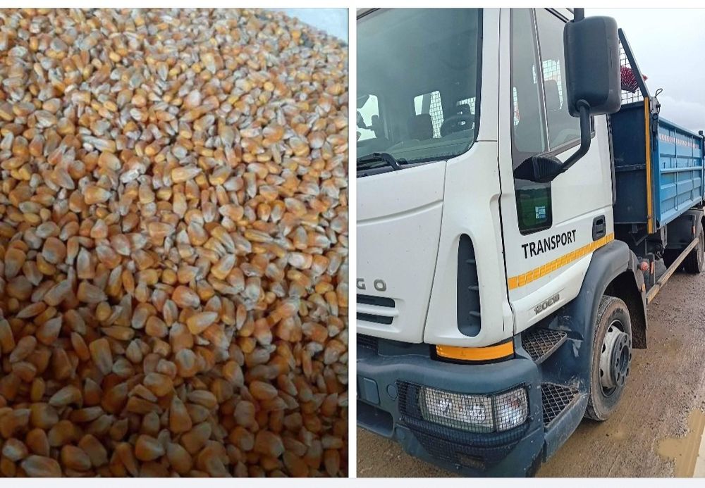 Kukurydza z transportem owies, pszenica, pszenżyto,