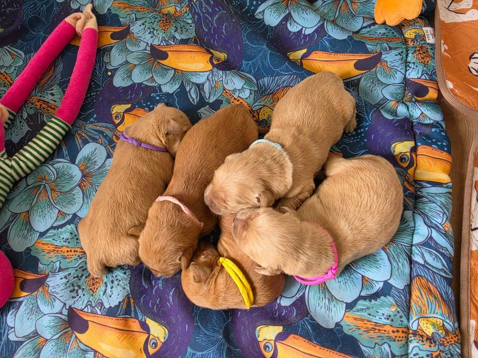 GOLDEN RETRIEVER-złote i ciemnozłote, ZKwP,