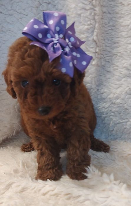 Найкраща манюня той пудель