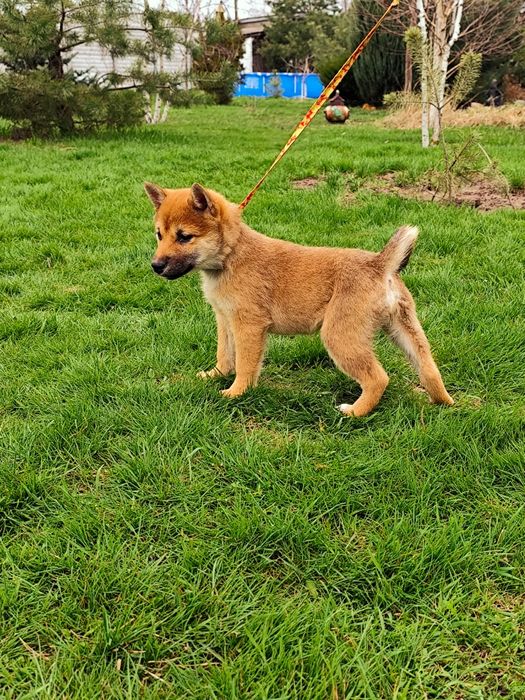 Дівчинка Шиба/ Сіба Іну