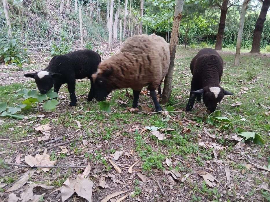 Borregos macho para venda ou troca