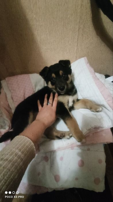 Цуценя хлопчик два місяці