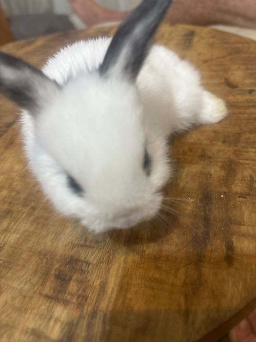 Coelho anão bebé muito fofo lindo