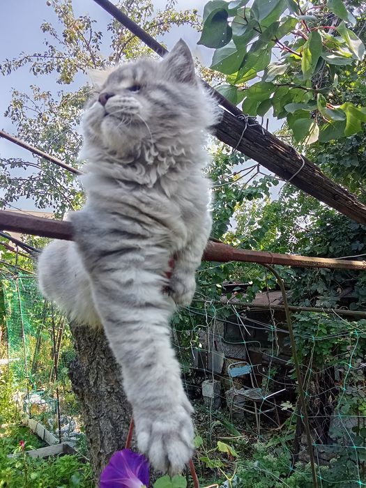 Шотландец кот особенный