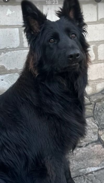 Продается девочка ЧОРНОГО окраса немецкой д/ш овчарки