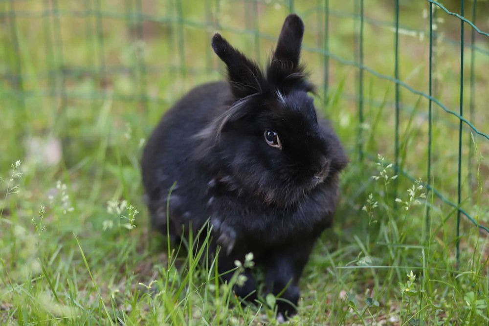 Króliki do adopcji