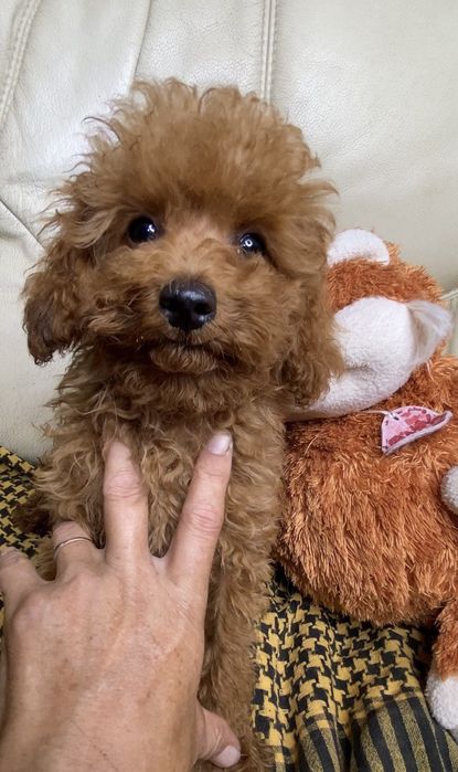 Пуделяшки Мальчики Девочки  Харьков