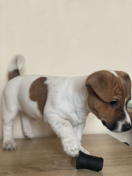 Джек рассел цуценя, вакциновані, ветпаспорт