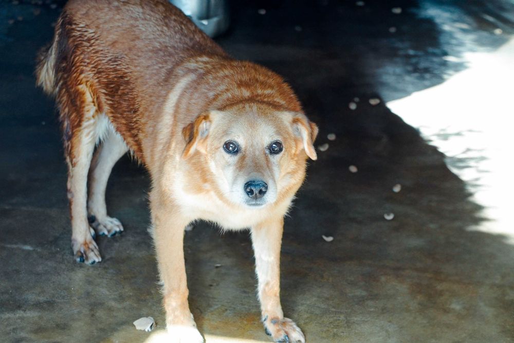 Foksik - rudy psiak czeka na dom