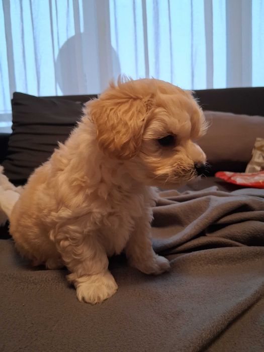 Maltipoo szczenięta