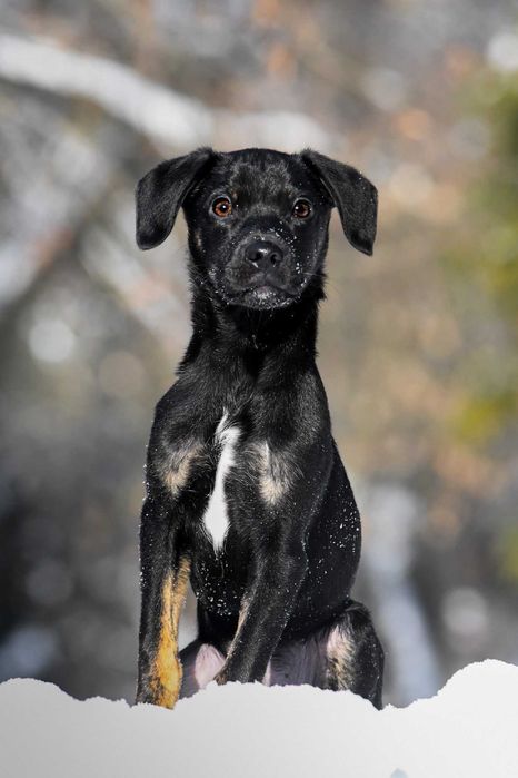 Do adopcji - malutki Jędruś!