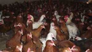 KURY NIOSKI KURKI już niosą 25tygodni.