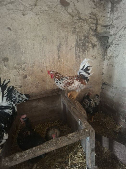 Sprzedam jajka lęgowe