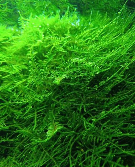 Mech akwariowy roślina kępa kępka Java Moss Taiwan Moss