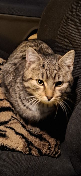 Szukam starego  kotka