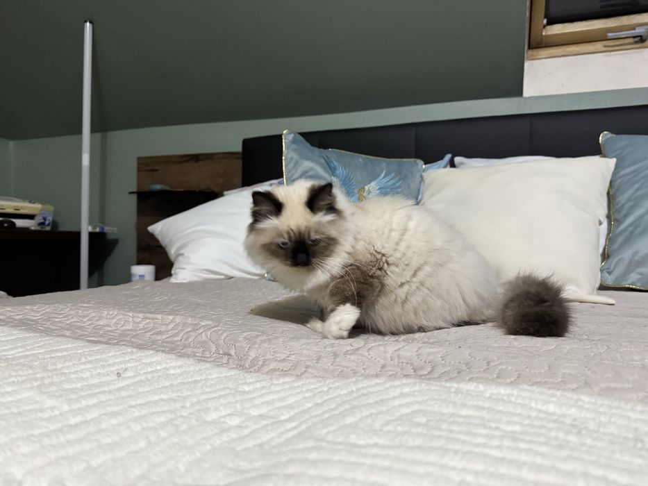 Kot syberyjski Neva Masquerade PZF/WCF .