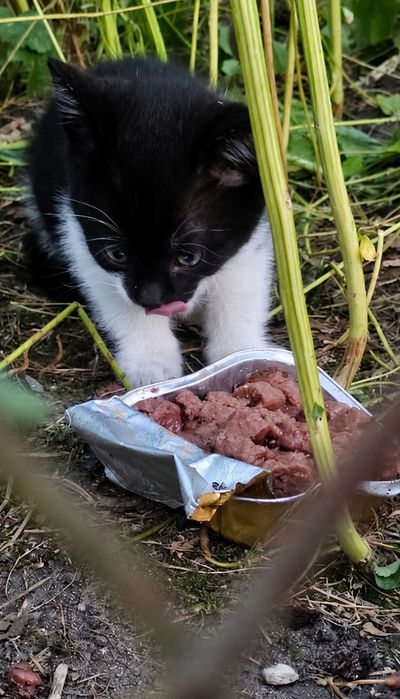 Kotka z kociętami do adopcji
