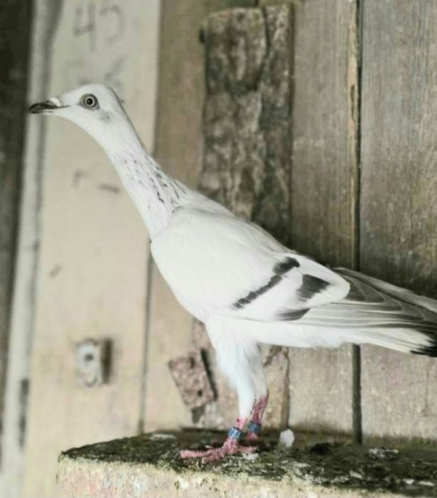 Srebrniak szaroloty samiec