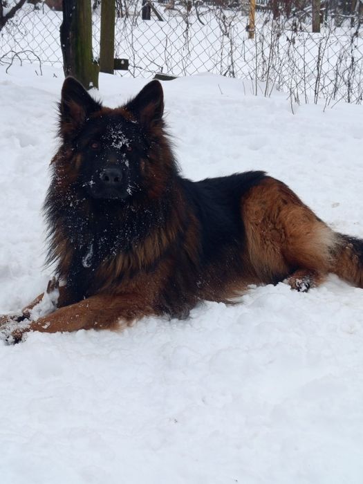Німецька вівчарка для в'язки