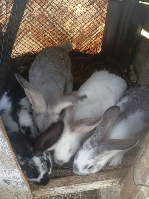 Продам кроликів  молодняк різного віку