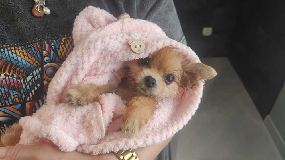 Pomeranian rozm XS Szpic Miniaturowy ZKwP/FCI