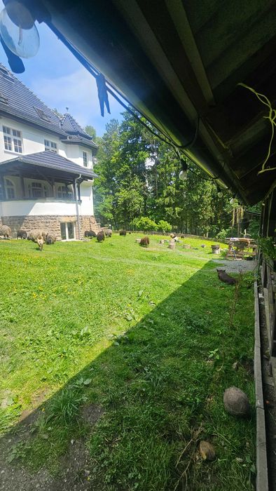 ekologiczne koszenie  , nawożenie , pielęgnacja trawy ogrody .