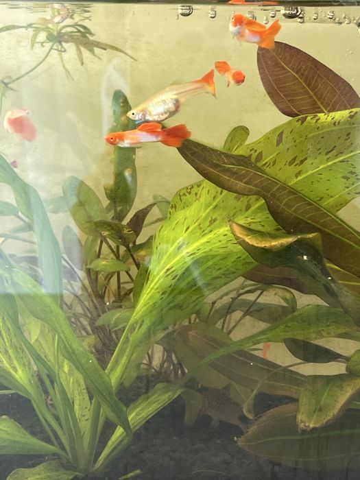 Gupiki Red Koi - ryby - młode gupiki