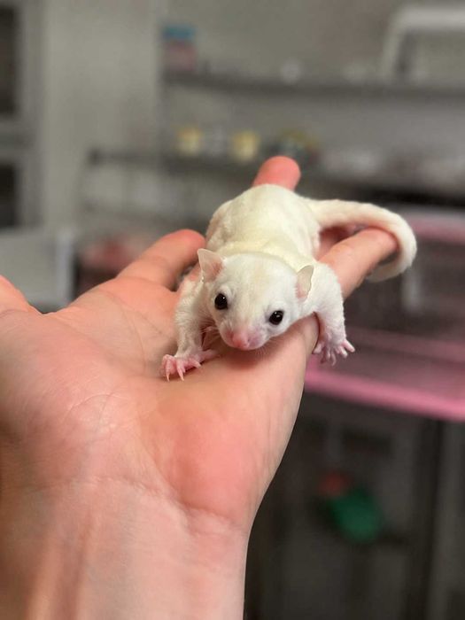 Maluch-Lotopałanka karłowata - Leucistic Lotki Psotki legalna hodowla
