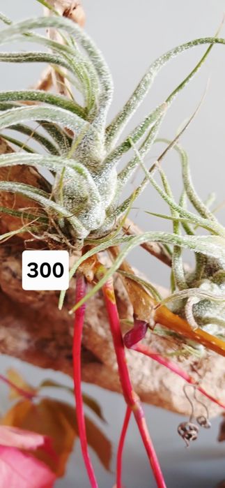 Tillandsia  тилландсия