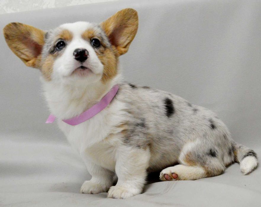 REZERWACJA Welsh Corgi Cardigan – Betsy | ur. 13.10.2025