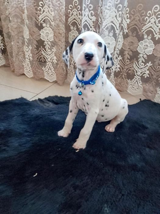 Piesek dalmatyńczyk