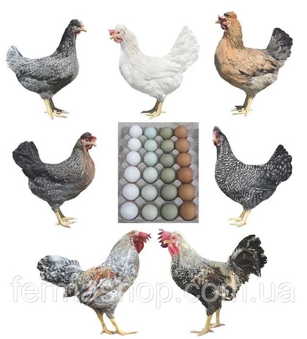 Продаються кури різних порід