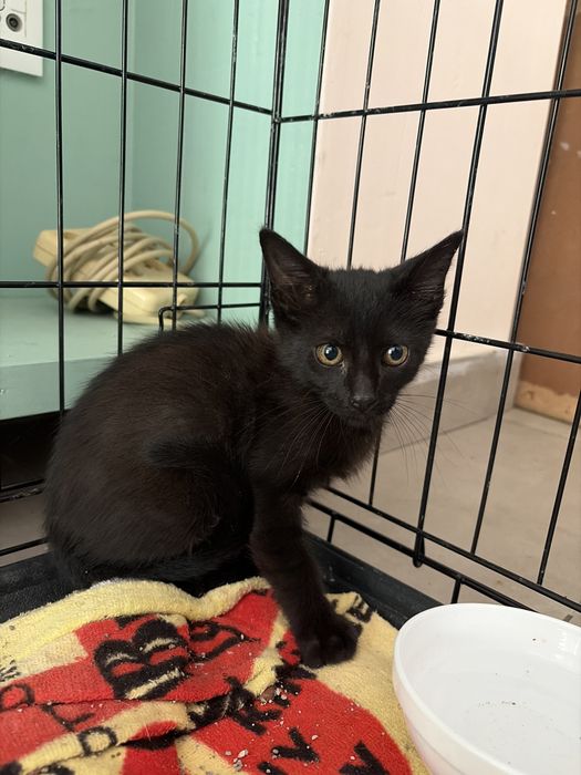 Gato bébé preto grátis