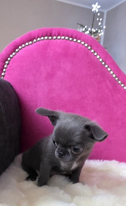 Śliczny niebieski piesek