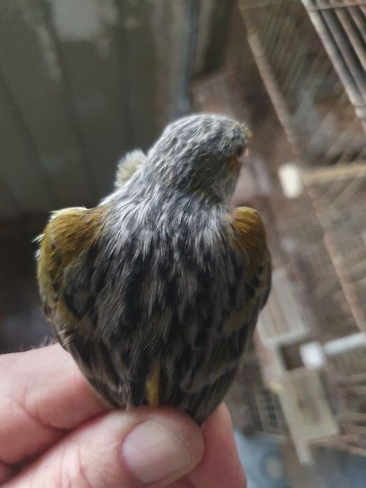 Canários agatas e opalas  e satinés boa linhagem peça  preço revenda