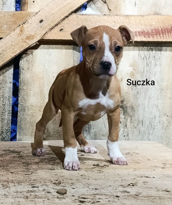 3  miesięczne amstaffy