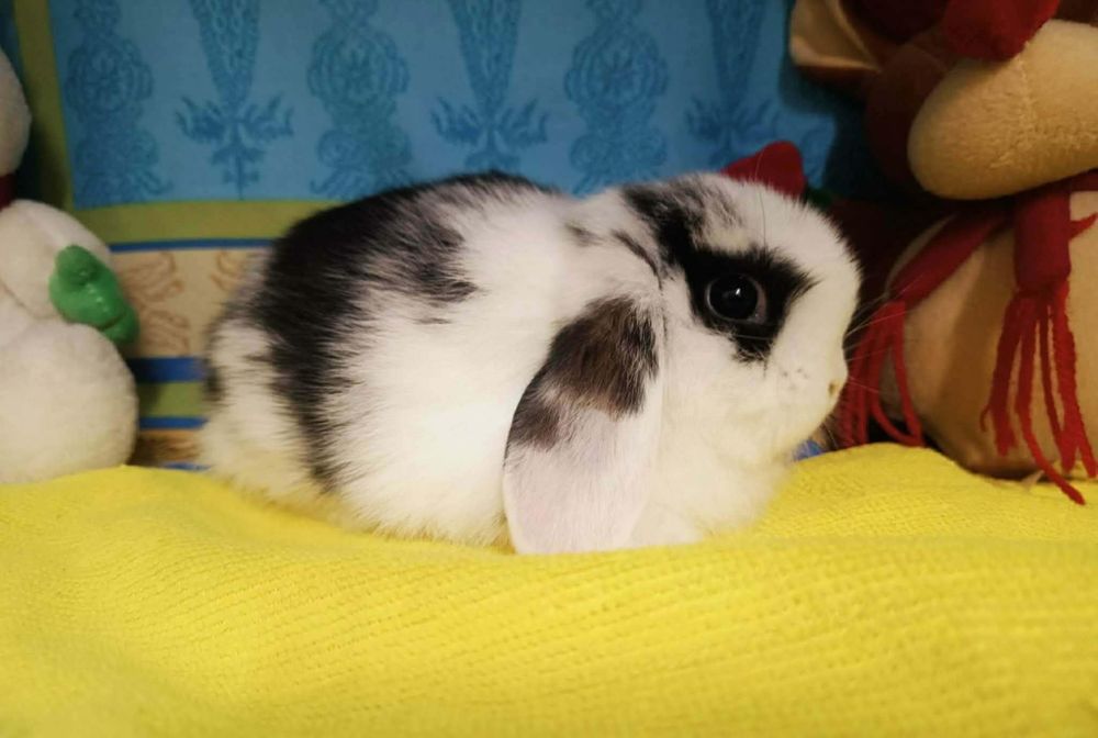Sprzedam króliczki mini loop mini lop niebieskookie