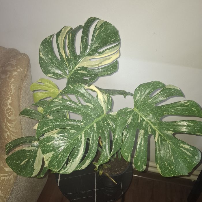 Монстера Тайське сузір'я