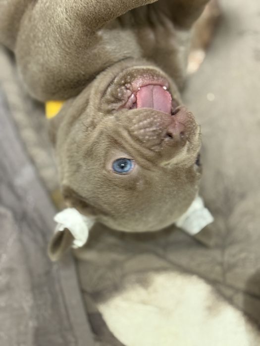 Найкрасивіший малючок товстун