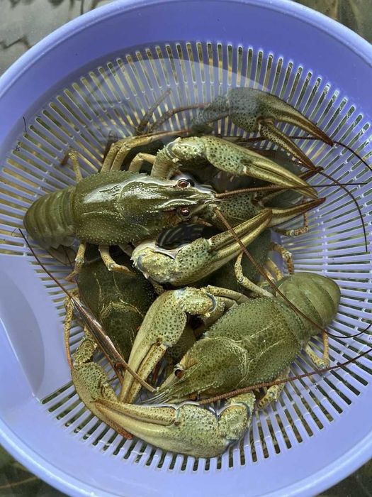 Пропонуємо живі свіжі раки є варка доставка