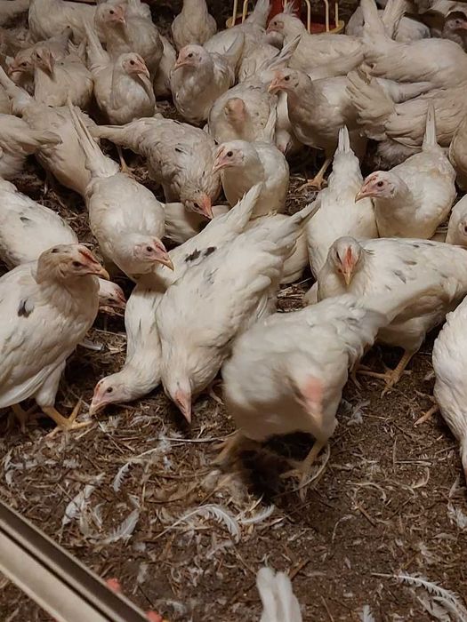 Kury Sandy Nioski Młode