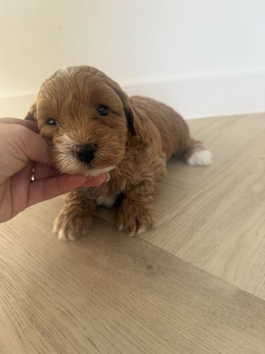 Maltipoo F1 b piesek,rodowód,badania genetyczne